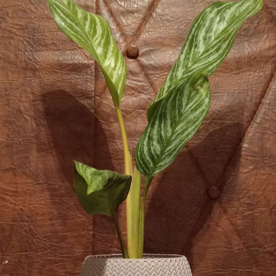 Aglaonema z doniczką