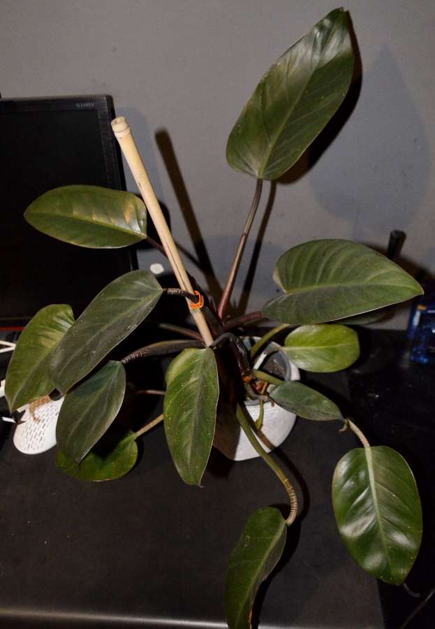 Philodendron 'Congo Red' (Rojo Congo) 2