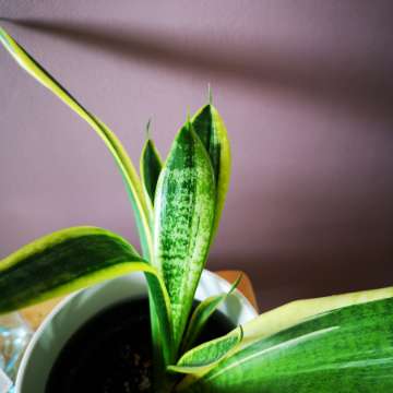 Sansevieria