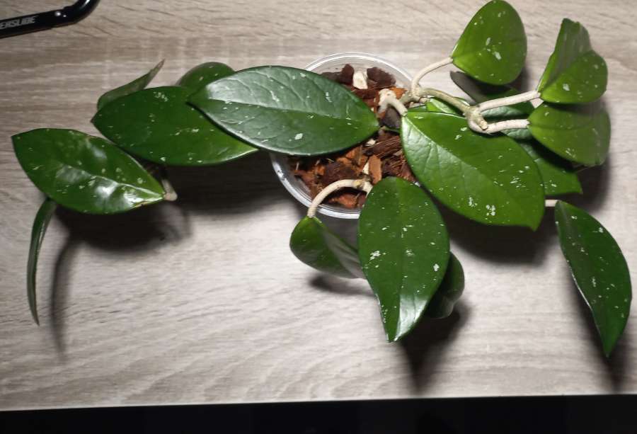 Hoya carnosa 2