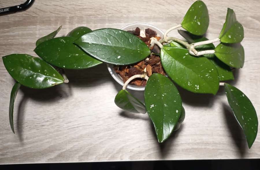 Hoya carnosa 3
