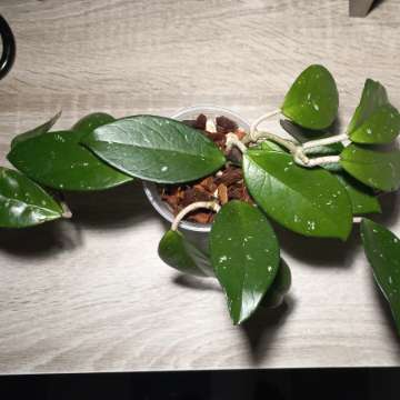 Hoya carnosa