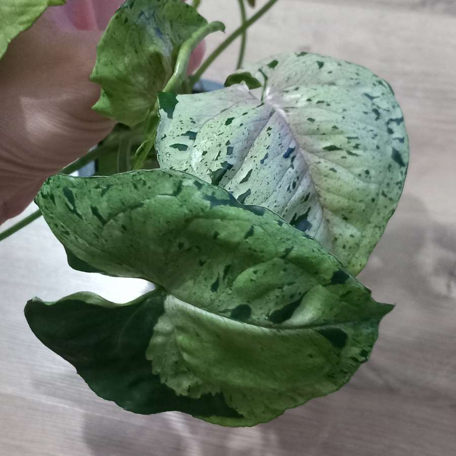 Syngonium Grey ghost