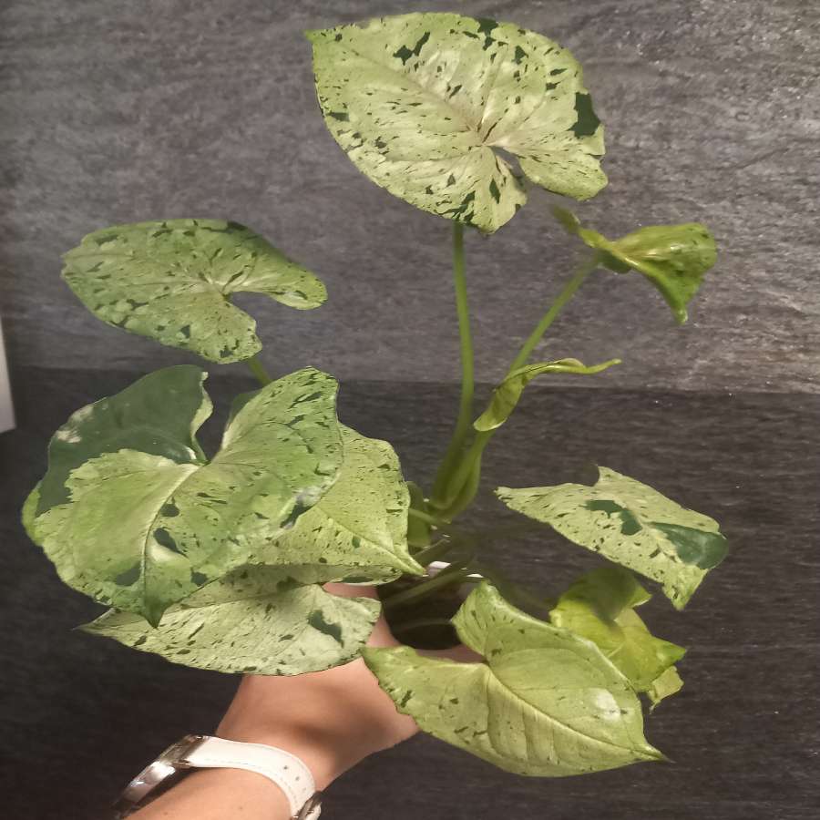 Syngonium Grey ghost