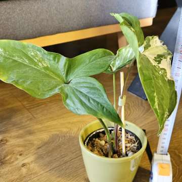 Syngonium 'Emerald Gem' varie