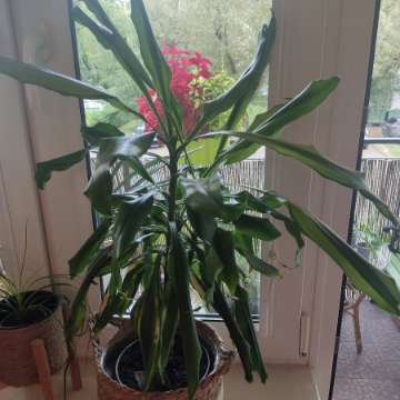 Dracena wonna 'yellow coast'