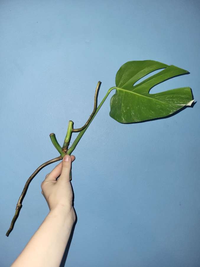 Monstera varie 3