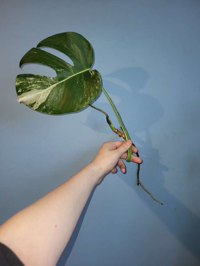 Monstera varie 2