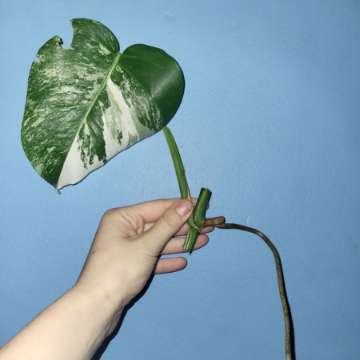 Monstera varie