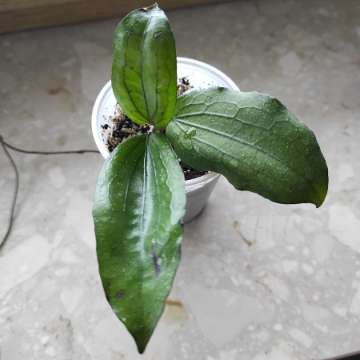 Hoya erythrina