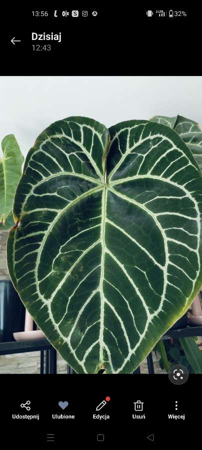 Nasiona Anthurium yasuni heart x crystallinum 4