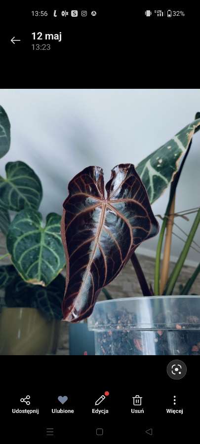 Nasiona Anthurium yasuni heart x crystallinum 5