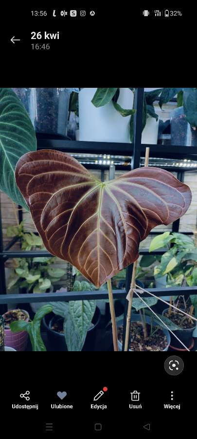 Nasiona Anthurium yasuni heart x crystallinum 3