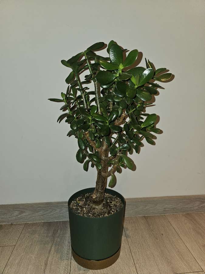 Crassula ovata grubosz 2