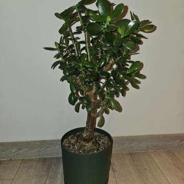 Crassula ovata grubosz