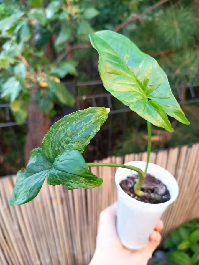 Syngonium Mottled Mojito 4