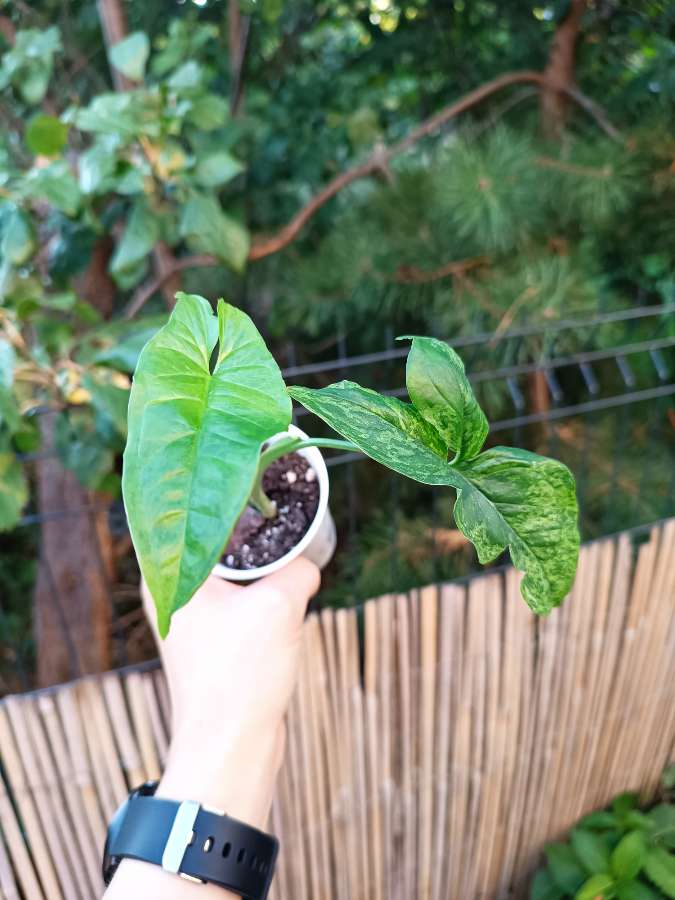 Syngonium Mottled Mojito 3