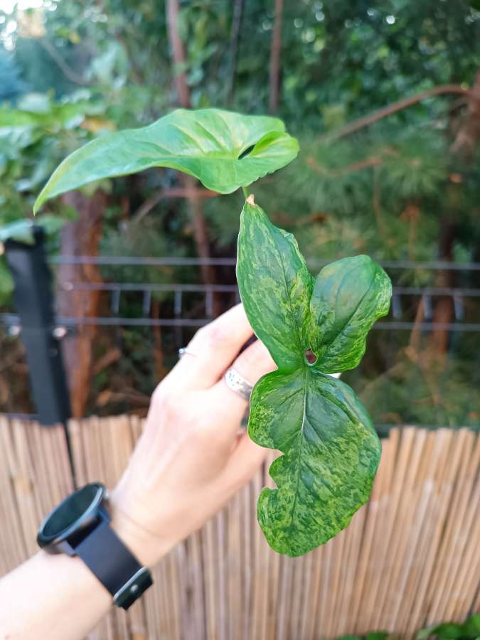 Syngonium Mottled Mojito 2