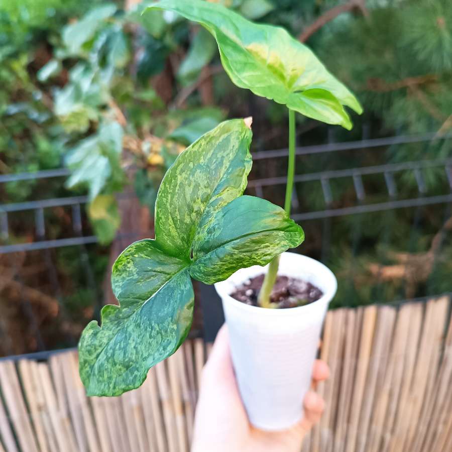 Syngonium Mottled Mojito