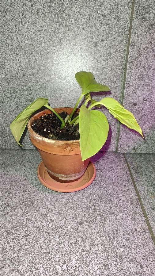 Epipremnum champs elysees 2