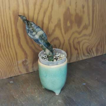 Sansewieria Kirkii Coppertone