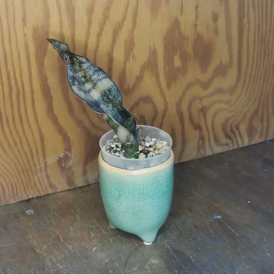 Sansewieria Kirkii Coppertone