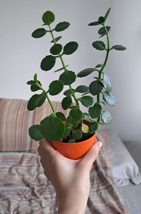 Kalanchoe blossfeldiana 3
