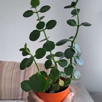 Kalanchoe blossfeldiana