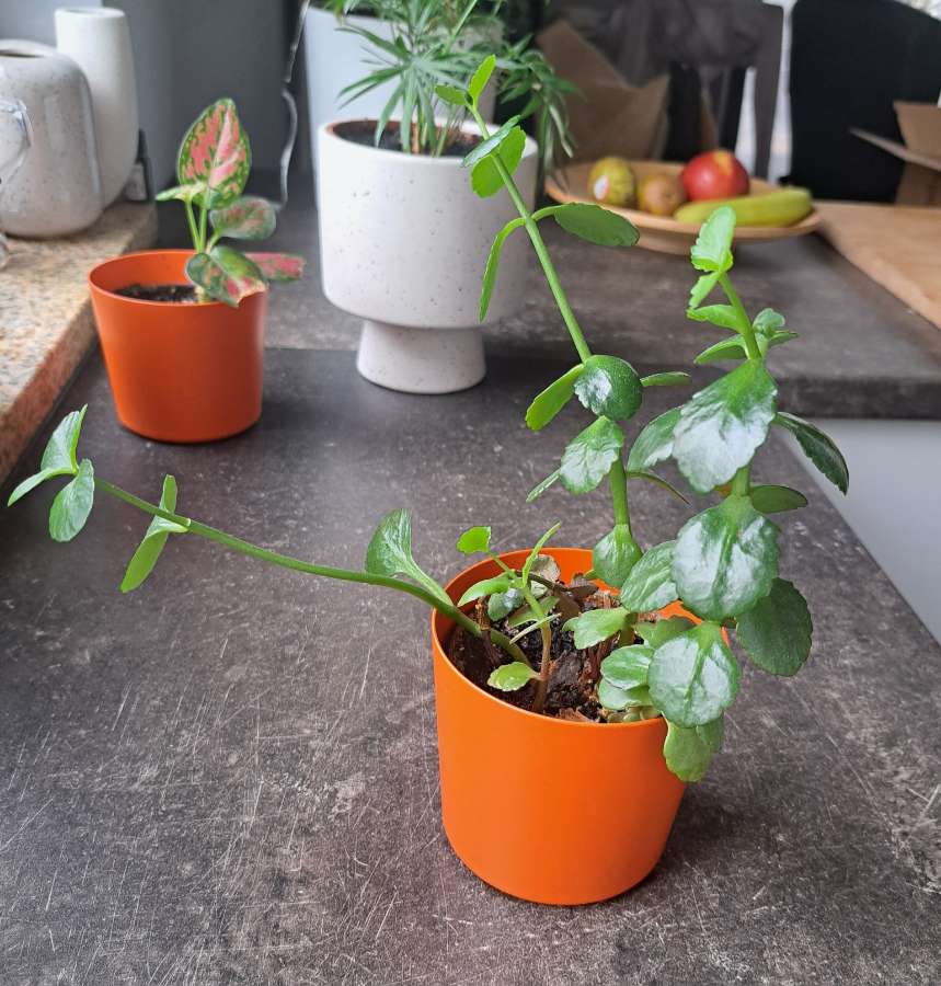 Kalanchoe blossfeldiana 2