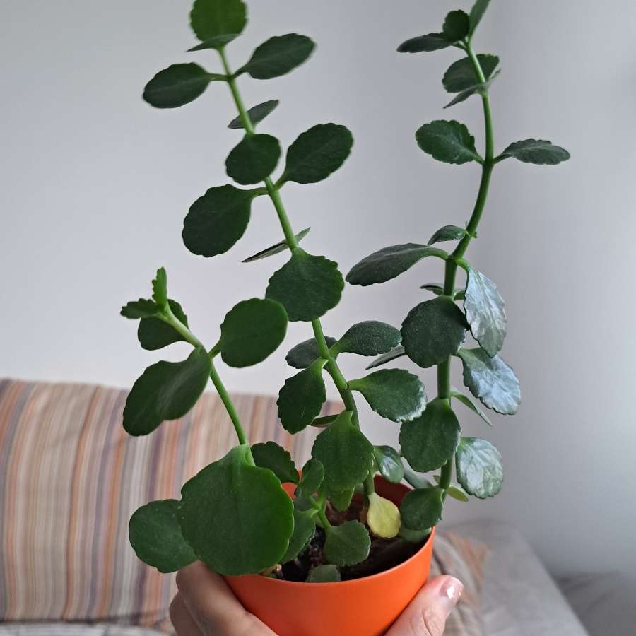 Kalanchoe blossfeldiana