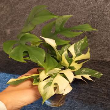 Monstera Minima Variegata
