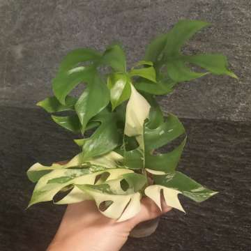 Monstera Minima Variegata