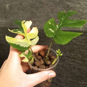 Monstera Minima Variegata