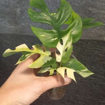 Monstera Minima Variegata