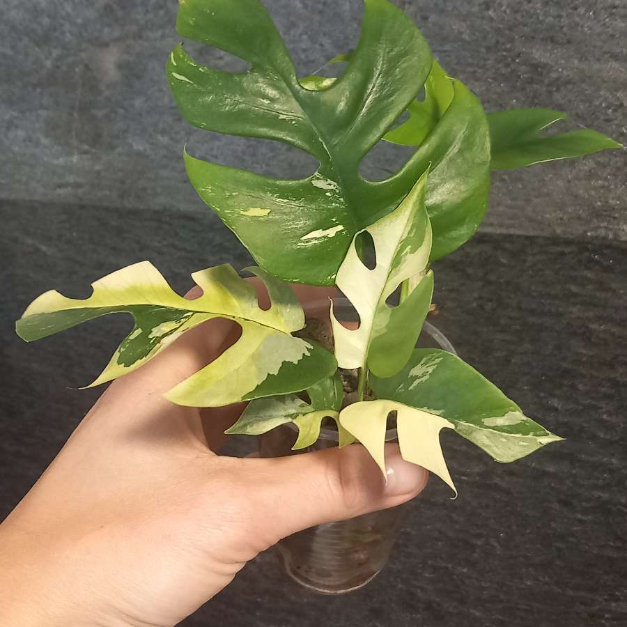 Monstera Minima Variegata