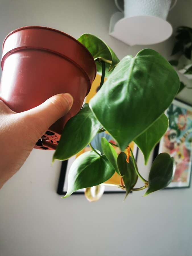 Philodendron Scandens 4