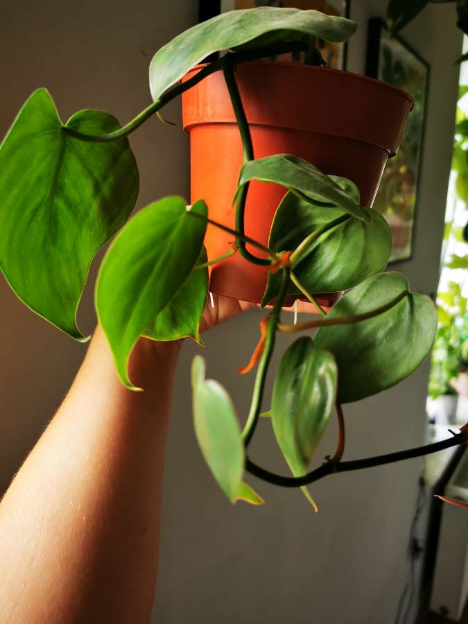 Philodendron Scandens 3