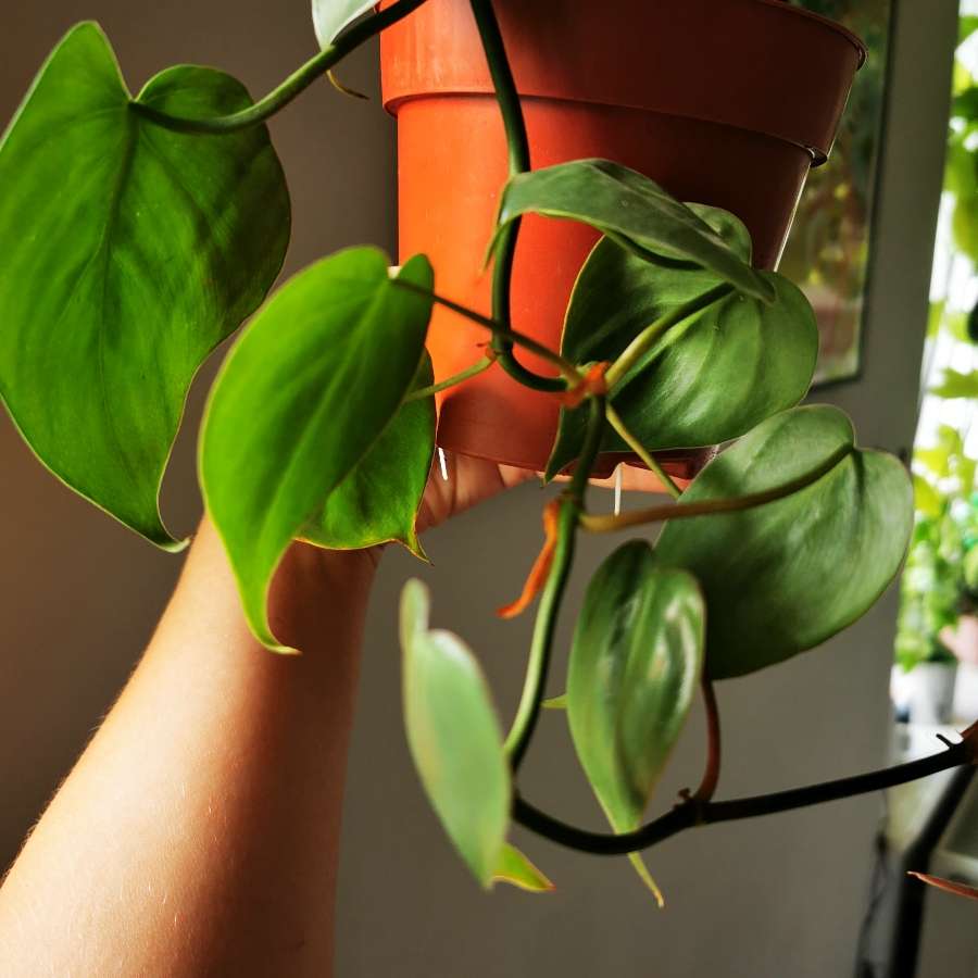 Philodendron Scandens 1