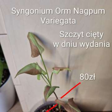 Syngonium Orm Nagpum Variegata