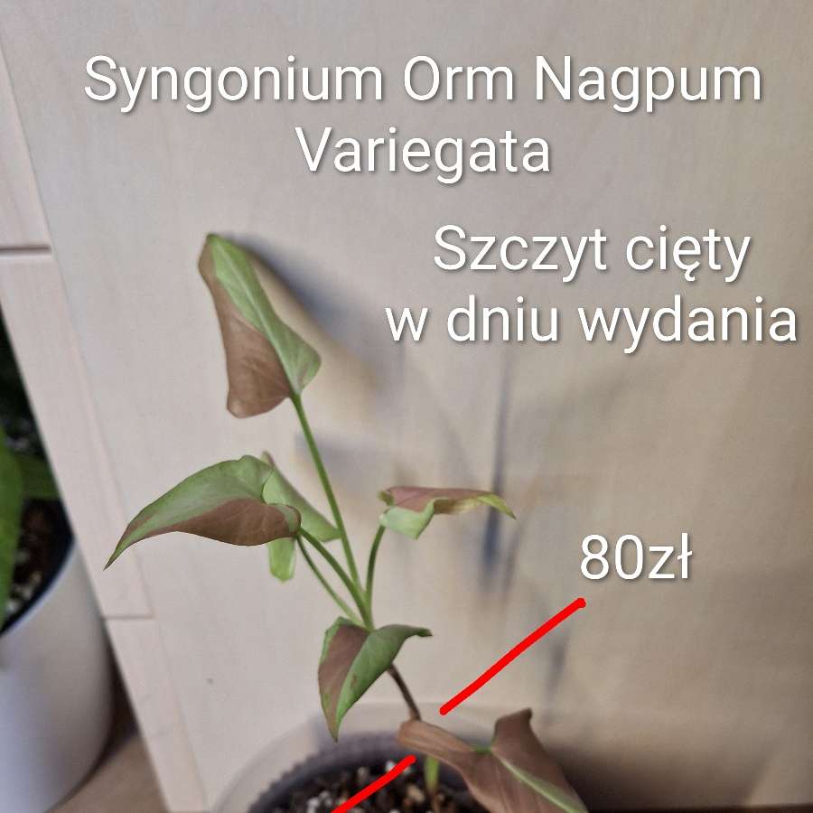 Syngonium Orm Nagpum Variegata
