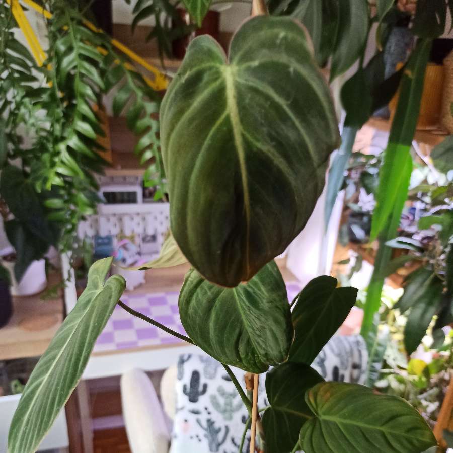 Philodendron Glorious