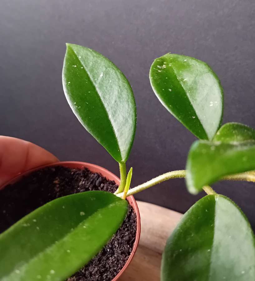 Hoya hoja Carnosa Tricolor - sadzonka 4