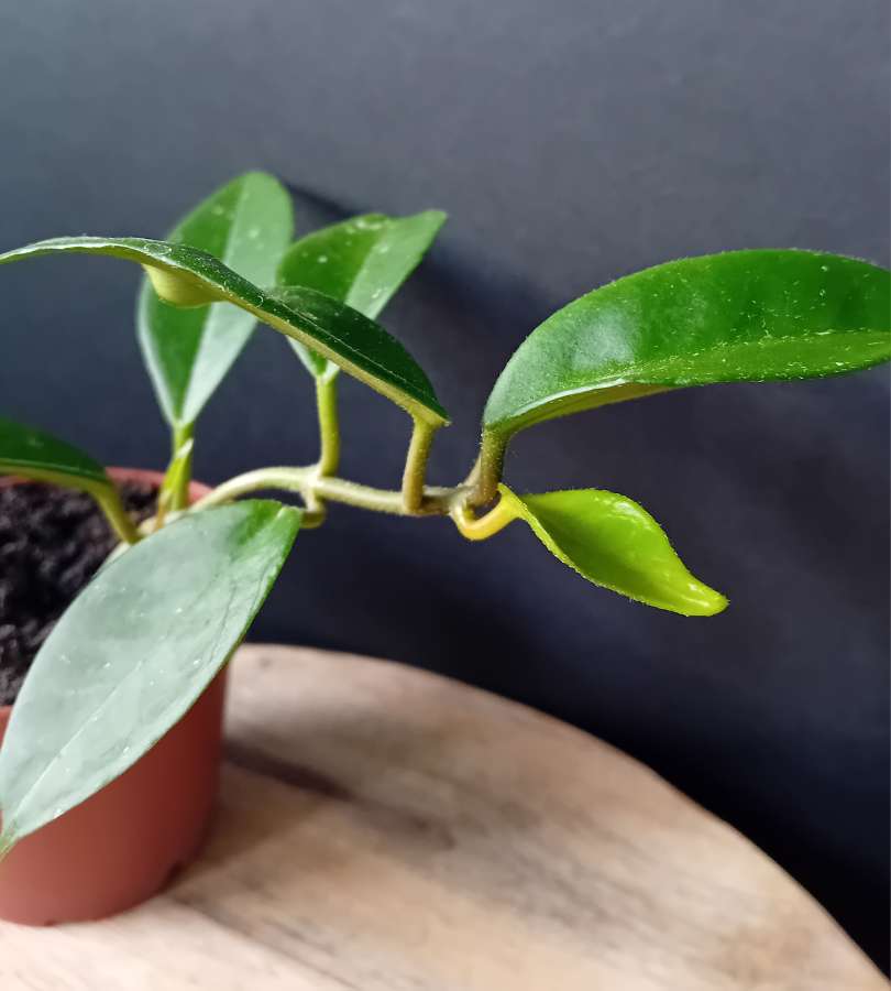 Hoya hoja Carnosa Tricolor - sadzonka 3