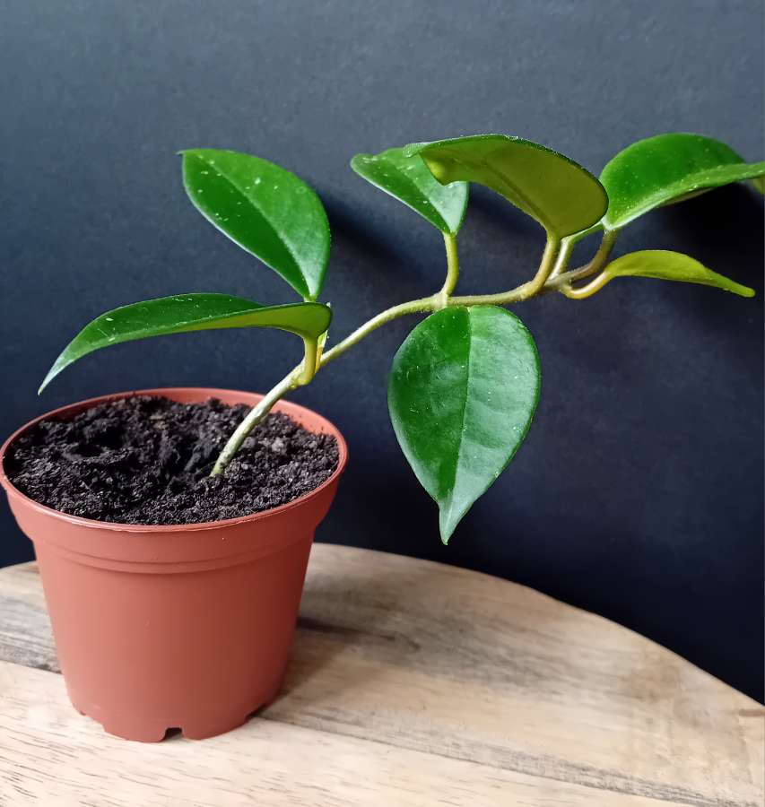 Hoya hoja Carnosa Tricolor - sadzonka 2