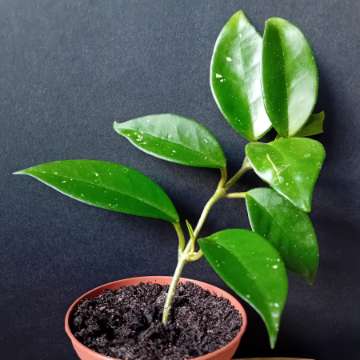 Hoya hoja Carnosa Tricolor - sadzonka