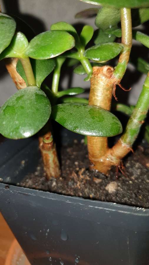 Grubosz drzewko szczęścia 5