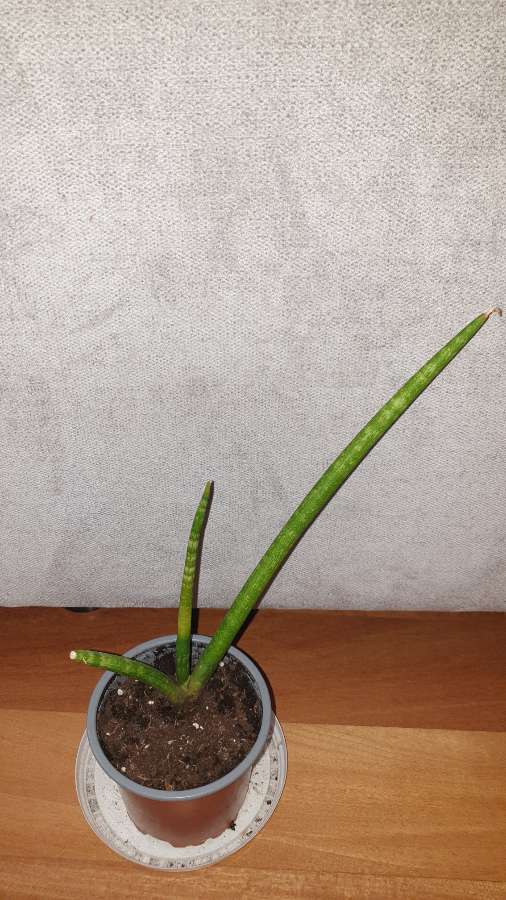 Sansewieria cylindryczna 29cm wysokość  4