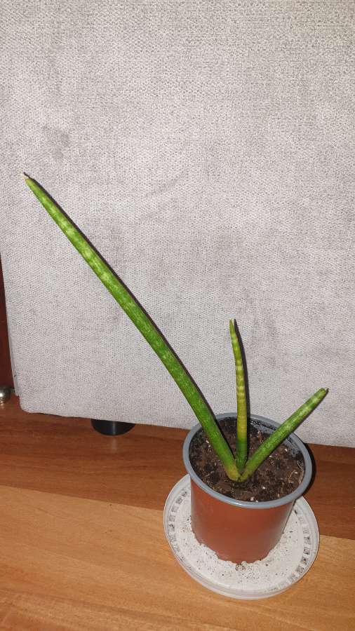 Sansewieria cylindryczna 29cm wysokość  3