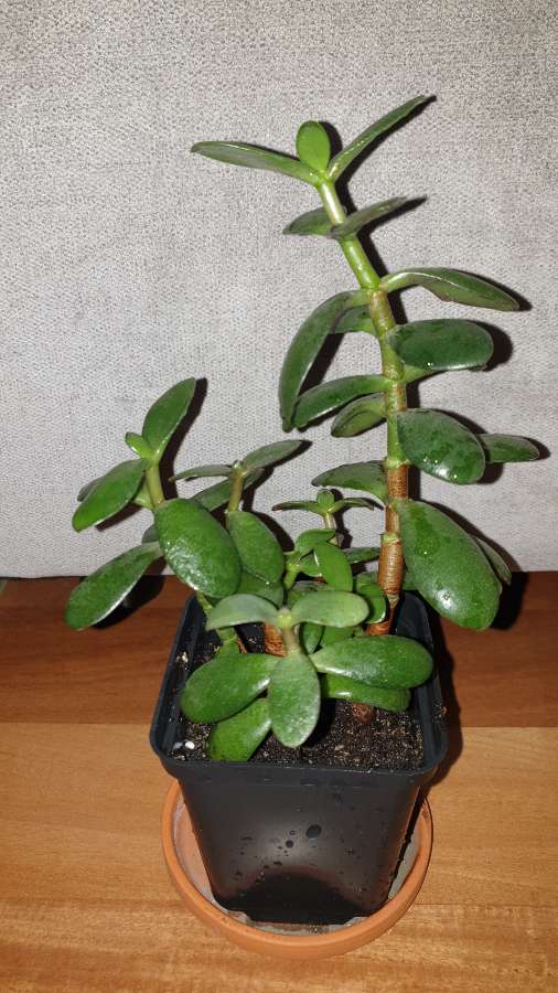 Grubosz drzewko szczęścia 3