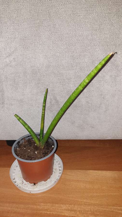 Sansewieria cylindryczna 29cm wysokość  2